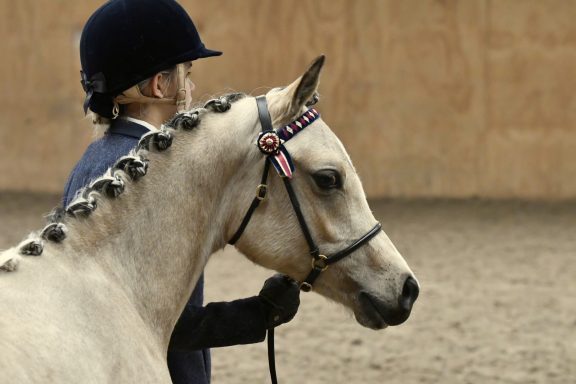 Blue Max Yallah A young buckskin pony