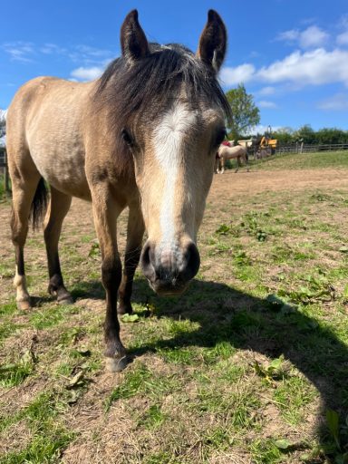 Applemeadows Billy the Kid A dun pony looking at the camera