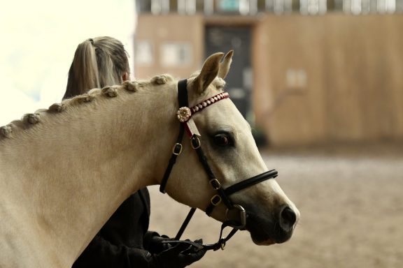 O.B.B Giuseppe Picture of a young palomino horse