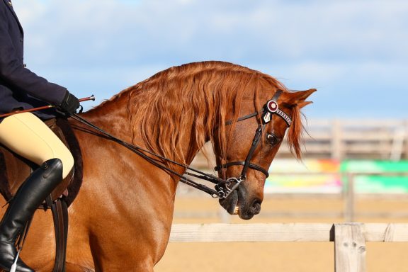 Versailes Picture of a chestnut Arabian horse