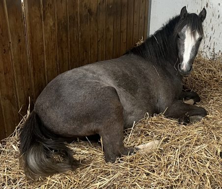 Applemeadows Twinkle Toes A grey pony laying down