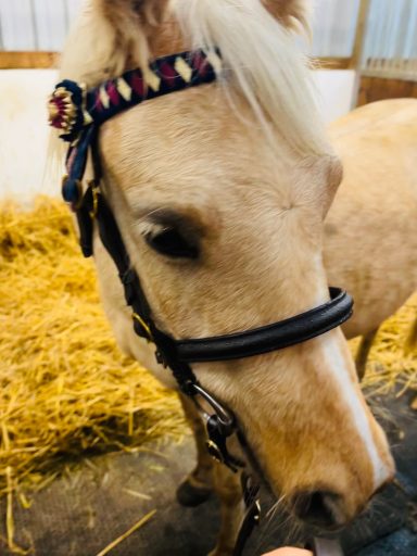 Applemeadows Lady Penelope A palomino pony with a bridle on
